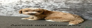 Cockapoo 3
