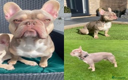 French Bulldog dogs for stud: Now FBCE GOLD! x OFFER- Fertility package inc in Matlock - Image 1
