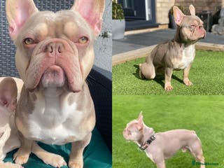 French Bulldog dogs Now FBCE GOLD! x OFFER- Fertility package inc - Advert 1