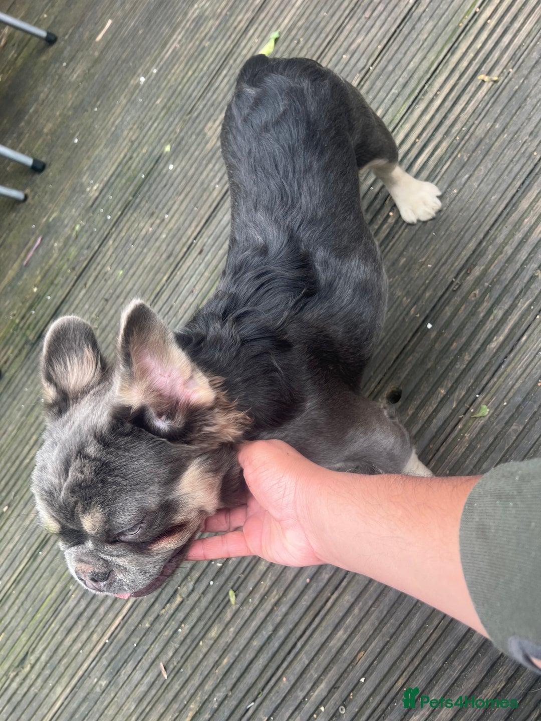 French Bulldog dogs for sale: French bulldogs full fluffy  - Image 4