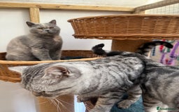 British Shorthair cats for sale: British Shorthair Adult  - Image 3