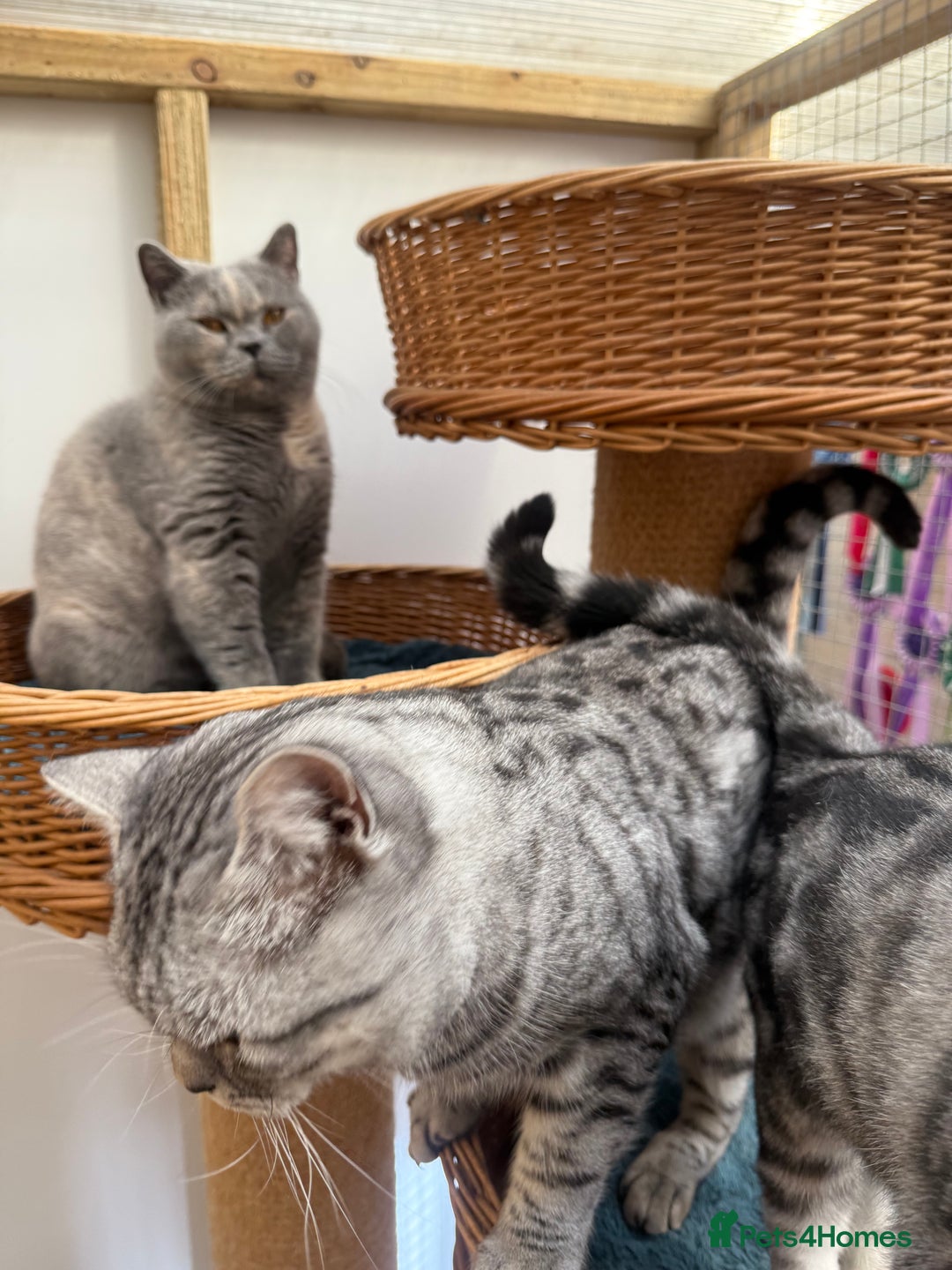 British Shorthair cats for sale: British Shorthair Adult  - Image 3