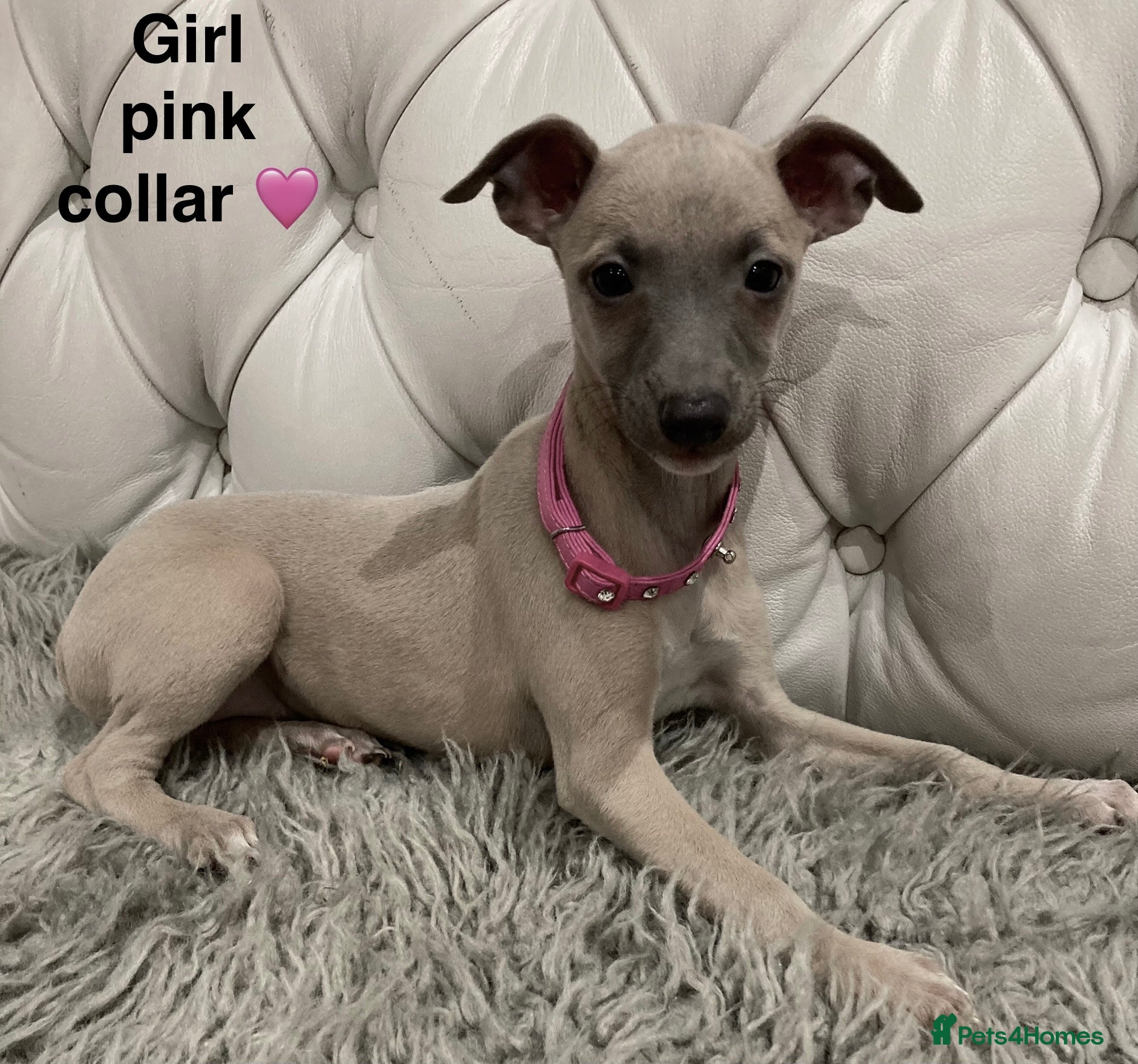 Mixed Breed dogs Italian greyhound  - Advert 16