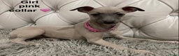 Mixed Breed dogs for sale: Italian greyhound  - Advert 1
