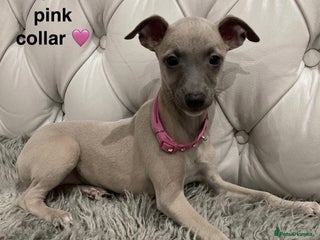 Mixed Breed dogs Italian greyhound - Advert 2