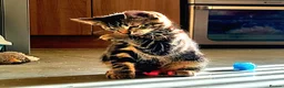 Bengal cats for sale: Kittens  - Advert 4