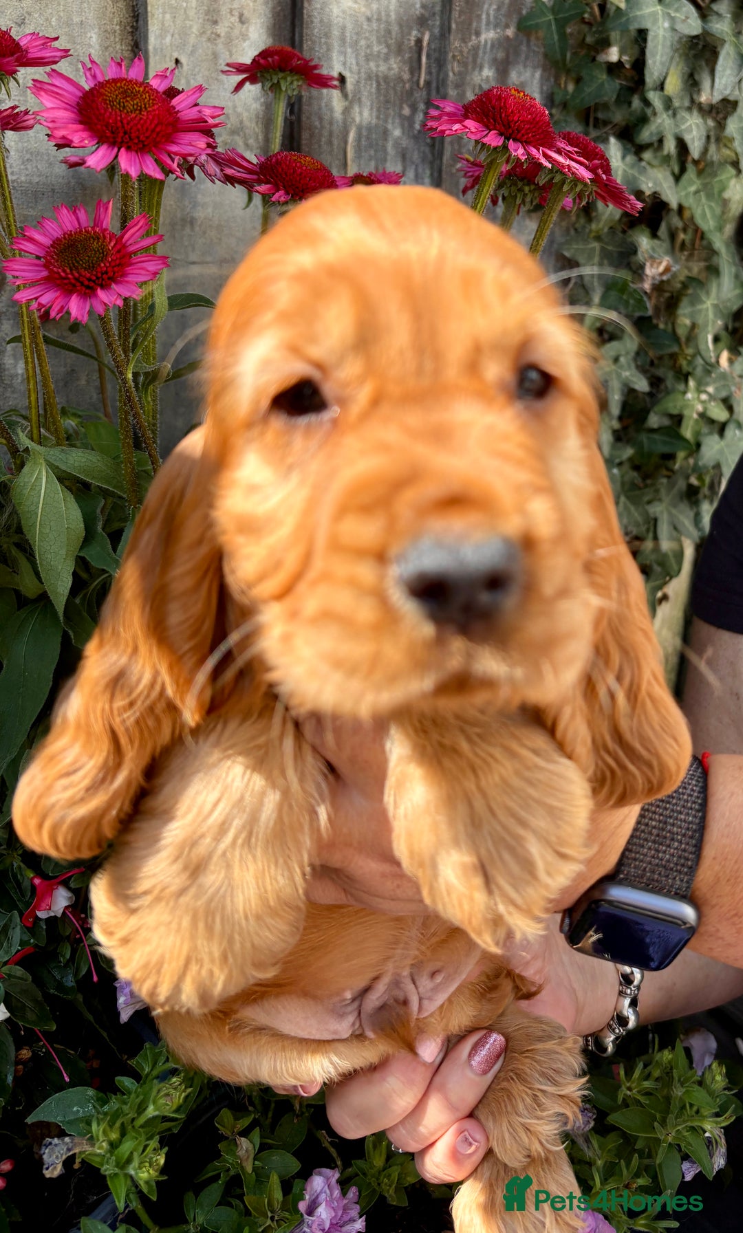 Cocker Spaniel dogs for sale: Exceptional Golden KC Show Cocker Spaniels in Chepstow - Image 27