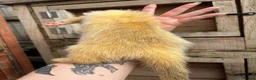 Ferret rodents for sale: Female ferret in Nottingham - Advert 6