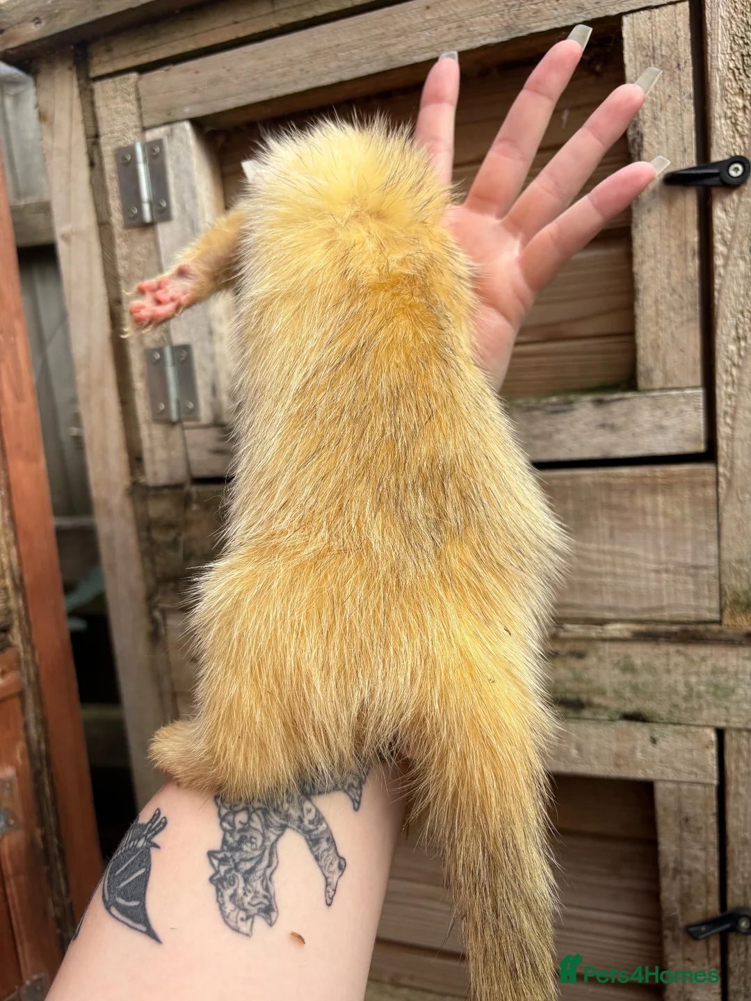 Ferret rodents for sale: Female ferret in Nottingham - Advert 6