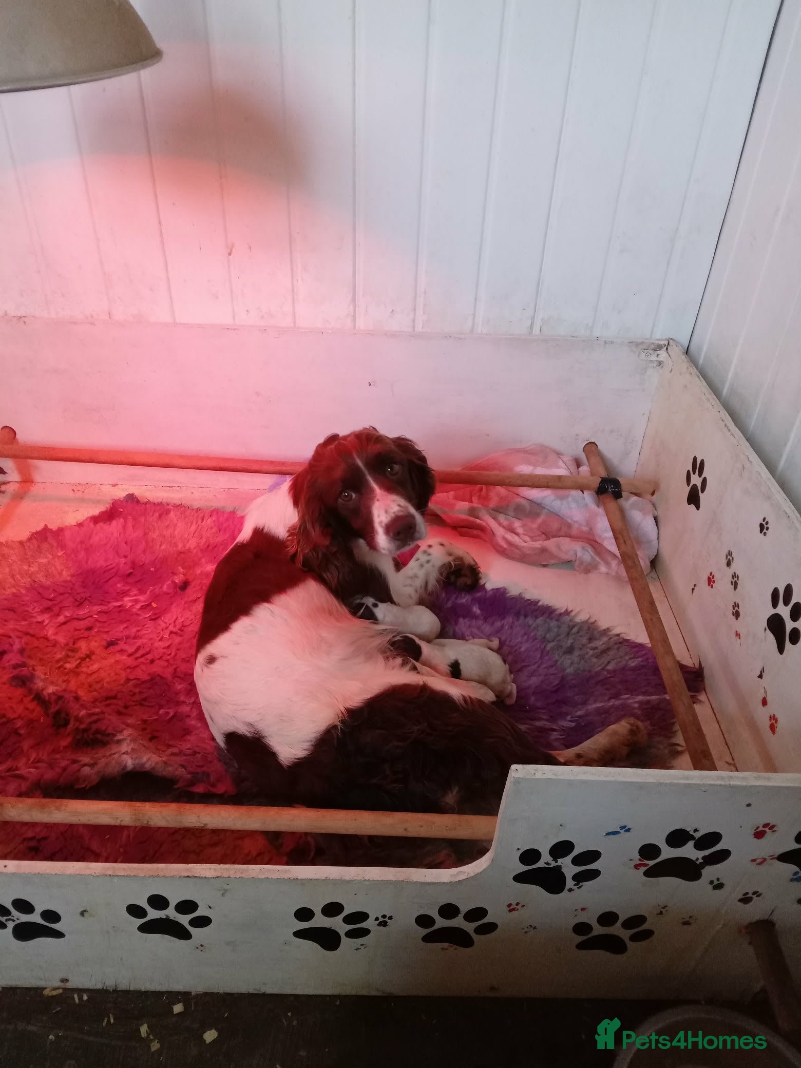English Springer Spaniel dogs 2 Springer Spaniel Puppies - Advert 1