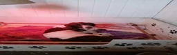 English Springer Spaniel dogs for sale: 2 Springer Spaniel Puppies - Advert 1
