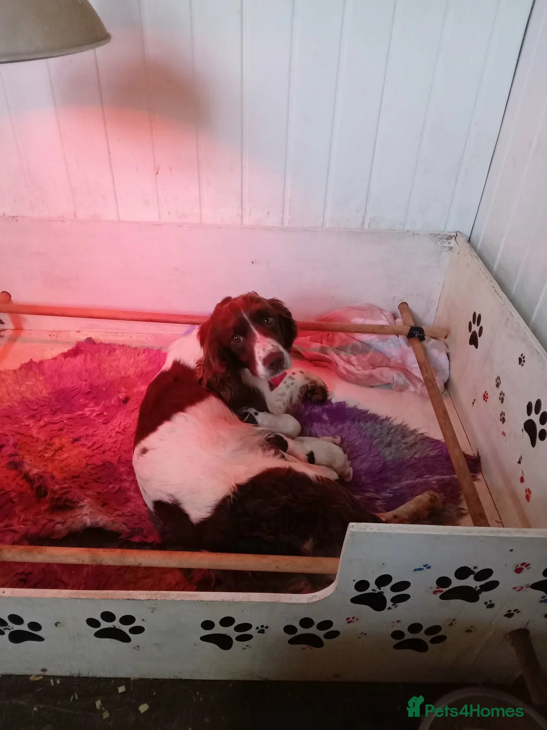 English Springer Spaniel dogs for sale: 2 Springer Spaniel Puppies - Advert 1