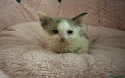 Sphynx cats for sale: Sphinx x Ragdoll kittens  - Image 4