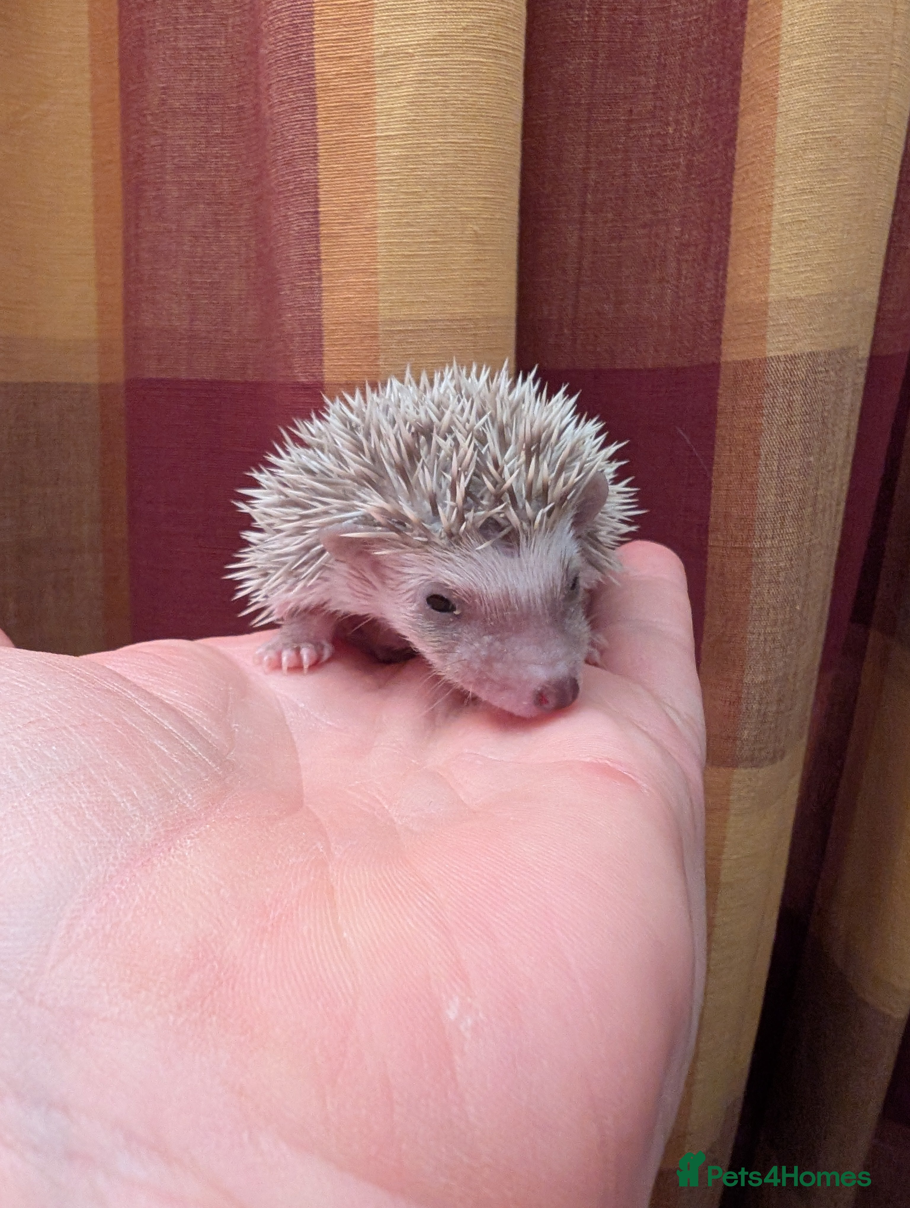Pygmy Hedgehog rodents Happy babies  - Advert 3