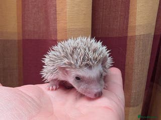 Pygmy Hedgehog rodents Happy babies - Advert 3