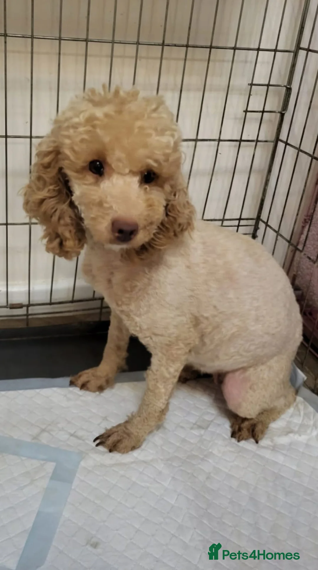 Cavapoo dogs for sale: 4 beautiful fb1 cavapoo puppies for sale!!  - Advert 2