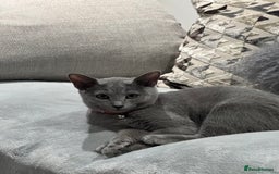 Russian Blue cats for sale: Female Russian blue (Tica registered) in Birmingham - Image 5