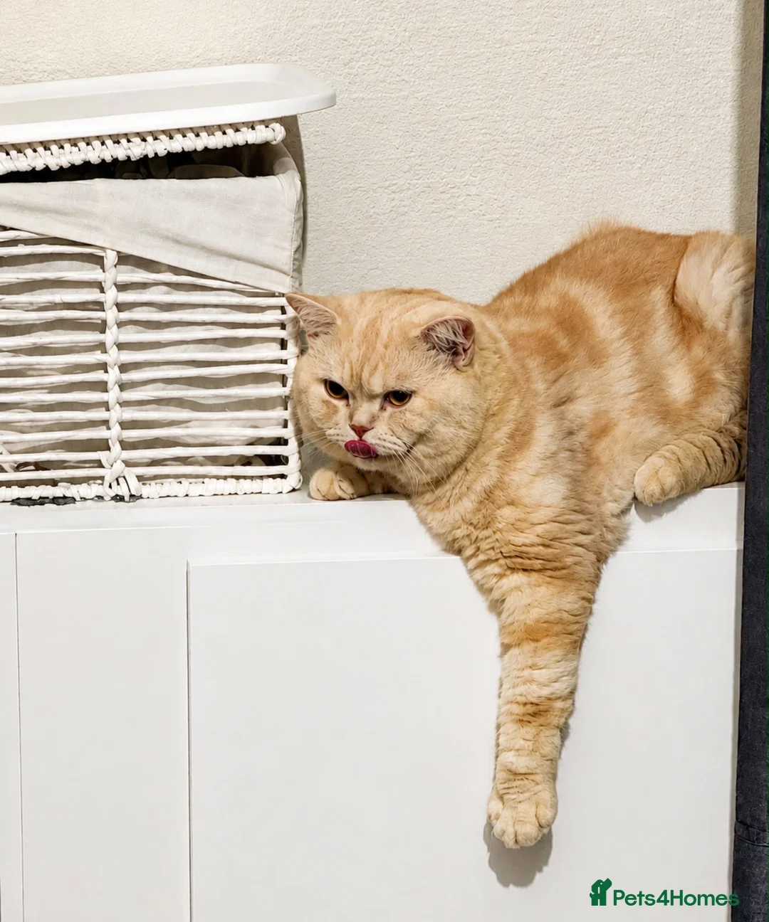 British Shorthair cats for sale: Cream boy  - Advert 4