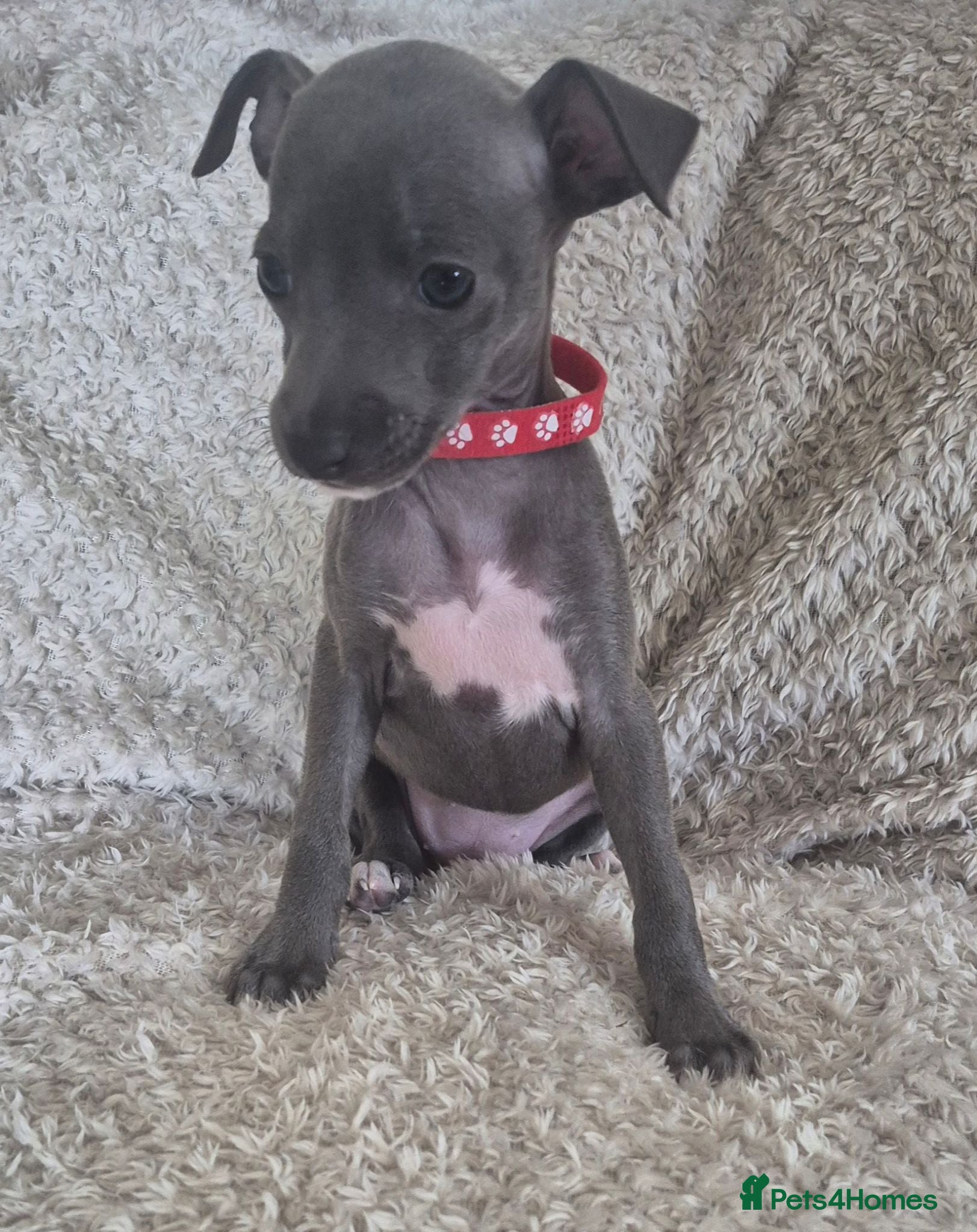 Italian Greyhound dogs Last little girl...KC Reg  - Advert 2