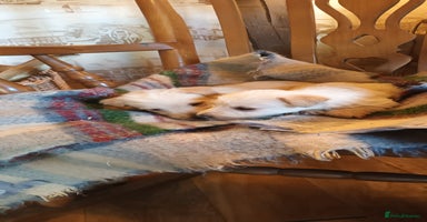 Scottish Terrier dogs KC REGISTERED WHEATON SCOTTISH TERRIERS  - Advert 6