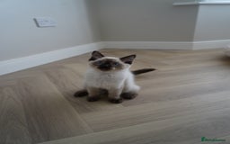 Ragdoll cats for sale: Two Ragdoll brothers  - Image 6