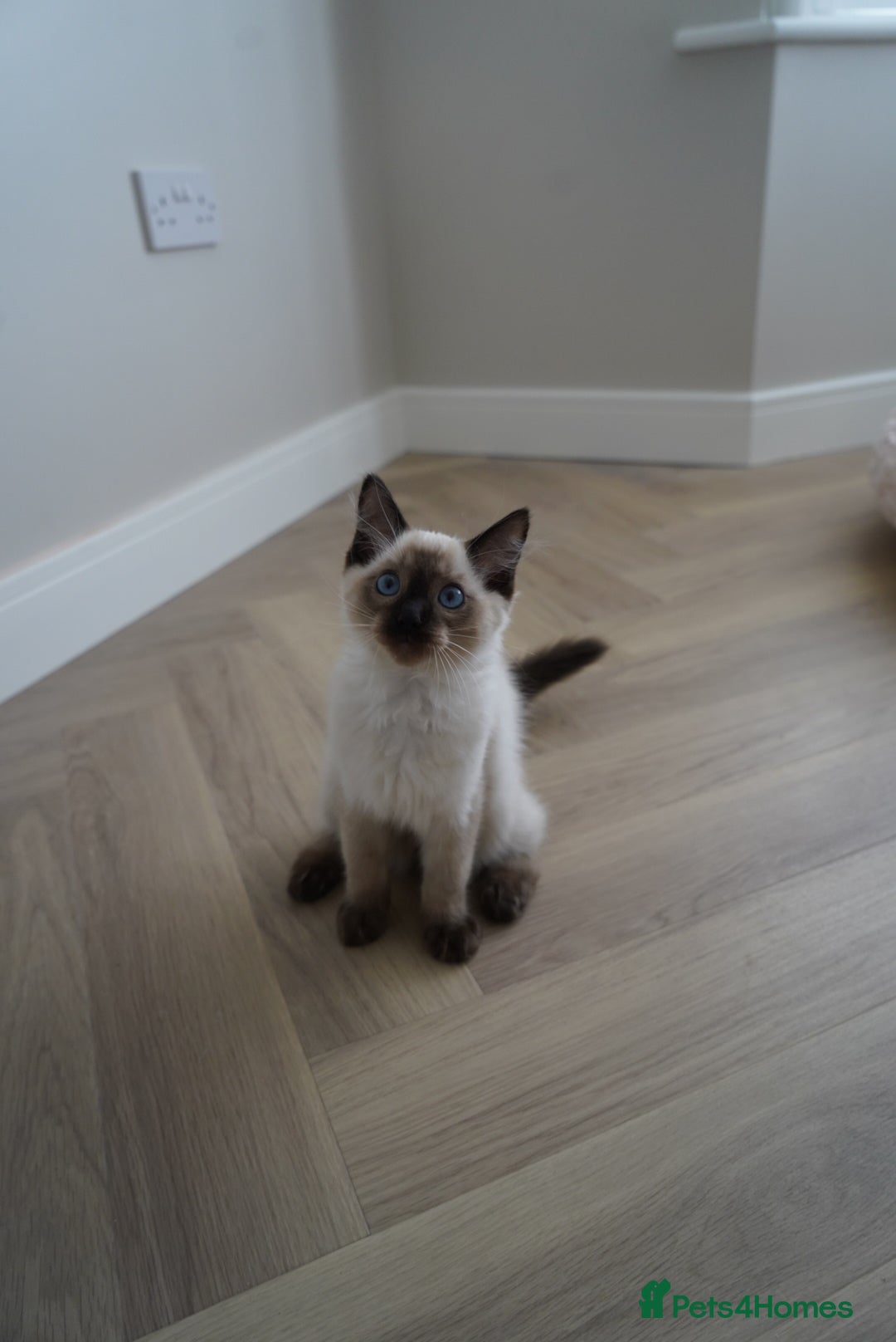 Ragdoll cats for sale: Two Ragdoll brothers  - Image 6