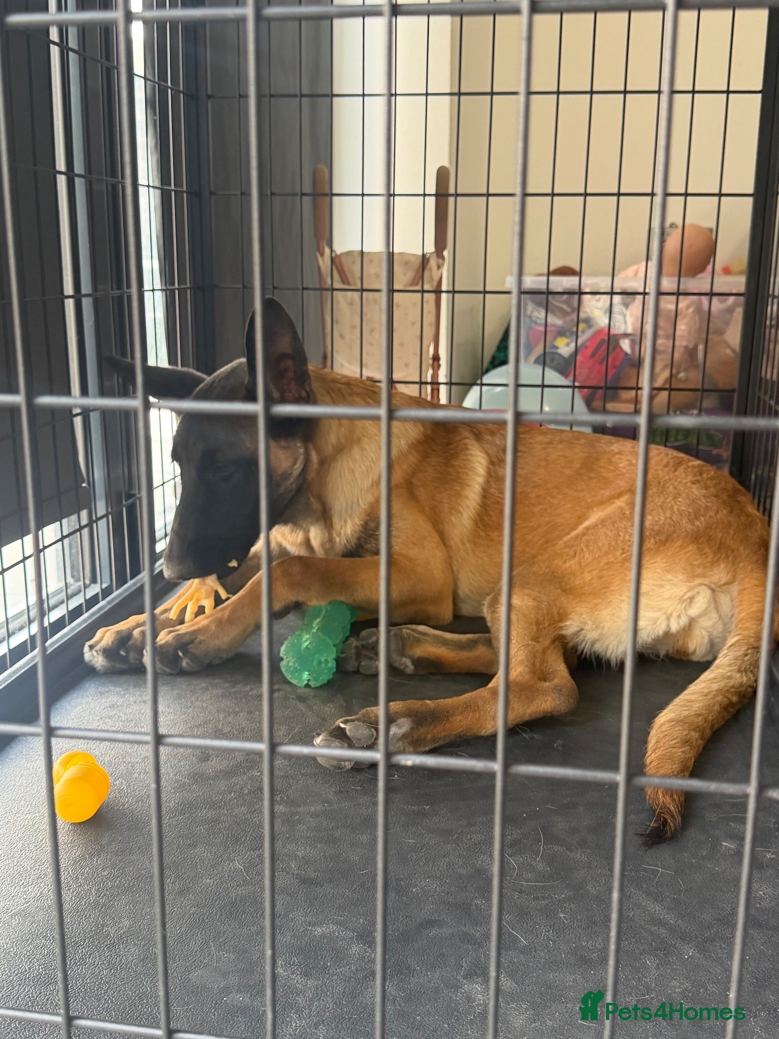 Belgian Shepherd Dog dogs female - Advert 2