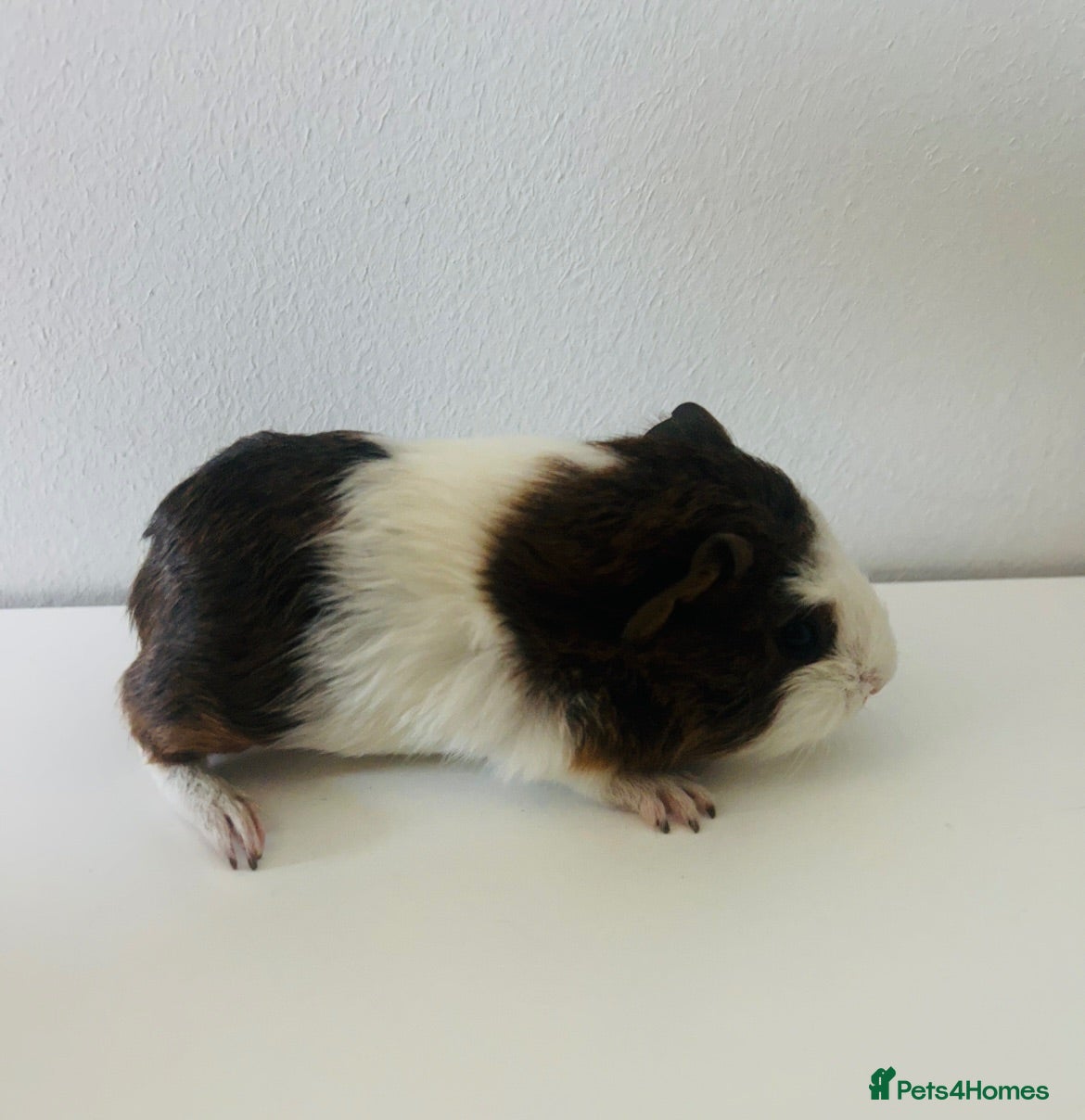 Guinea Pig rodents Boars available £20 - Advert 24