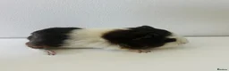 Guinea Pig rodents for sale: Boars available £20 - Advert 1