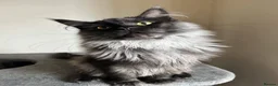 Maine Coon cats for sale: ⭐️⭐️TICA REGISTERED BLACK SMOKE MAINECOON BOY⭐️⭐️ - Advert 3