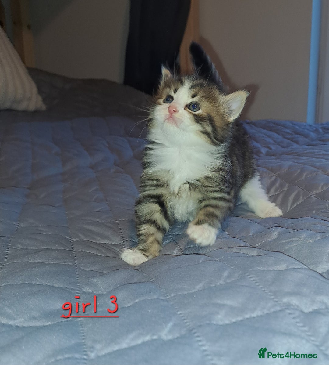 Domestic Shorthair cats for sale: 5 gorgeous kittens for sale  - Advert 22
