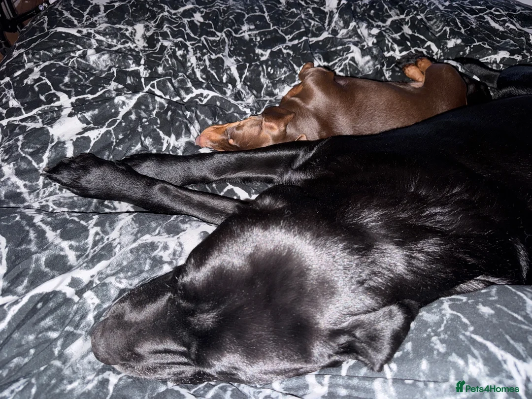 Mixed Breed dogs for stud: Labrador retriever mixed (advised Rottie/corso) in Portsmouth - Advert 2