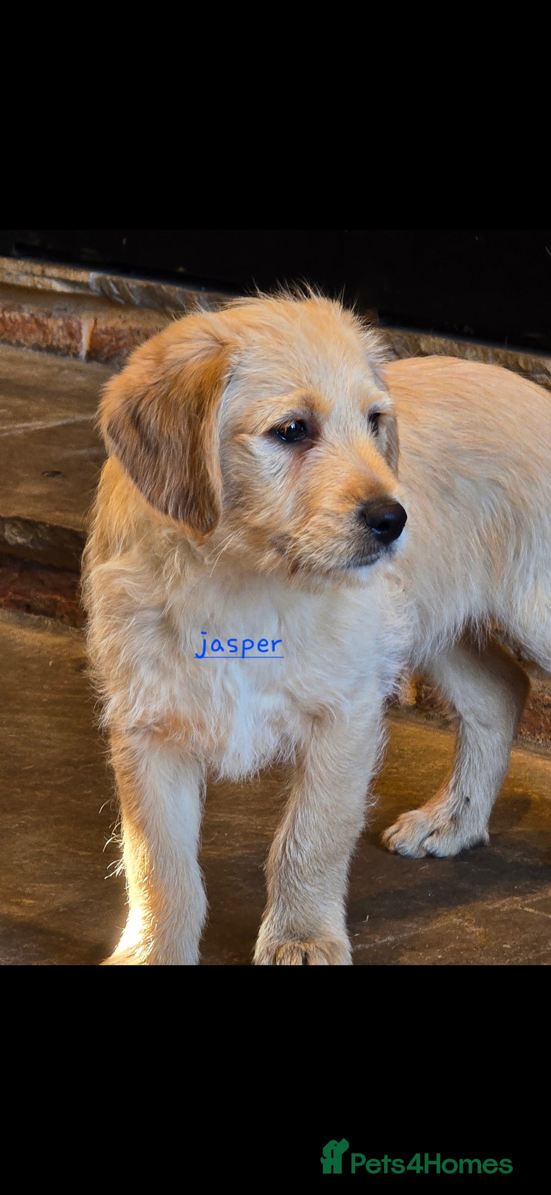 Labradoodle dogs for sale: F1 MINI LABRADOODLES ready to leave 3rd dec  - Advert 2