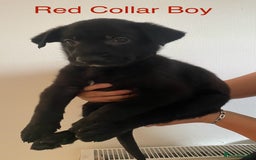 German Shepherd dogs for sale: Working Line German Shepherd Puppies – Cornwall - Image 4