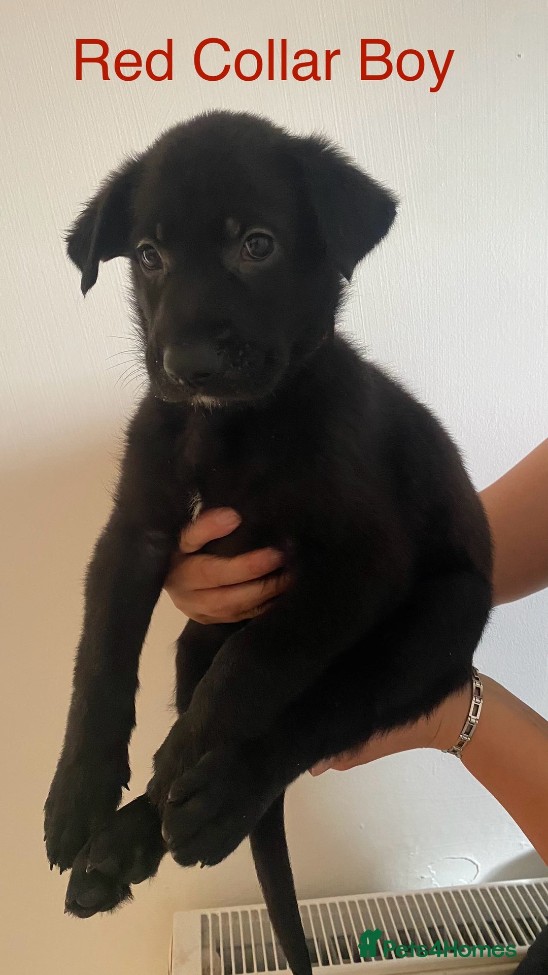 German Shepherd dogs for sale: Working Line German Shepherd Puppies – Cornwall - Image 4