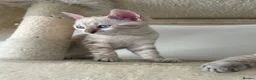 Bengal cats for sale: Snow bengal kittens in Otley - Advert 9