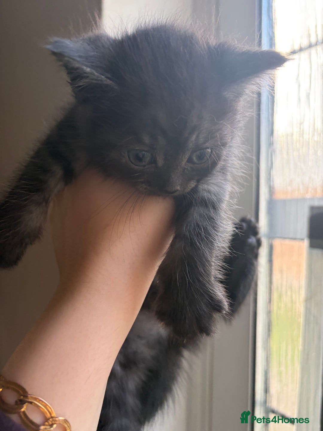 British Shorthair cats for sale: British short hair/persian mother - Advert 22