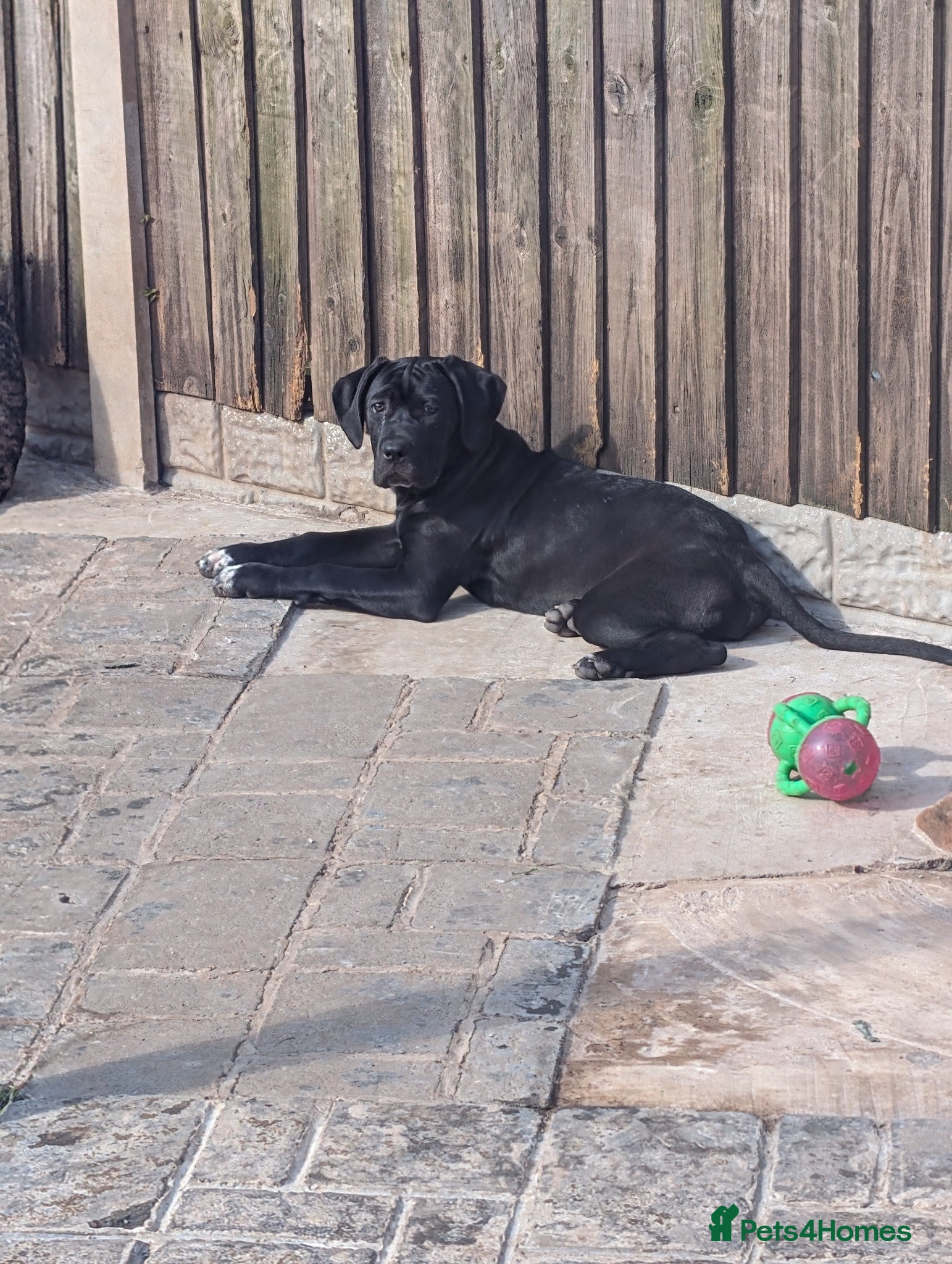 Cane Corso dogs Female cane corso puppies Ready to leave now - Advert 2