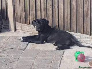 Cane Corso dogs Female cane corso puppies Ready to leave now - Advert 2