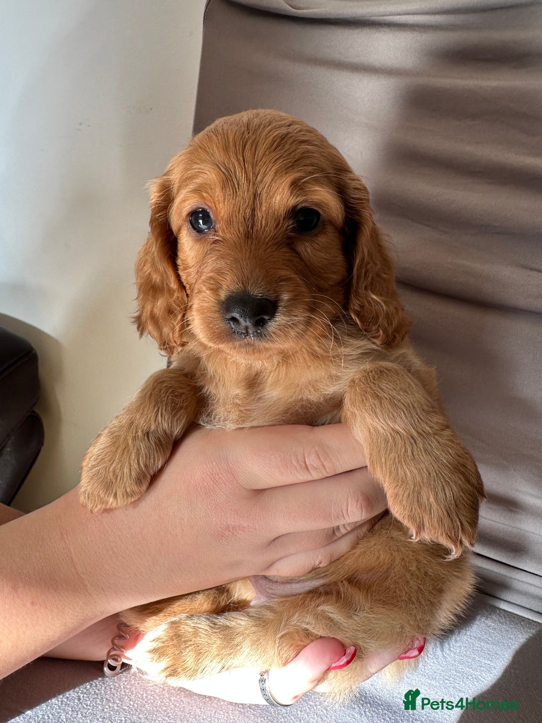 Cockapoo dogs for sale: Adorable Pappy Bread Cockapoo Puppies F2 - Image 4