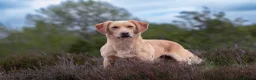 Labrador Retriever dogs for stud: OFTAW Carnochway Glamis  - Advert 4