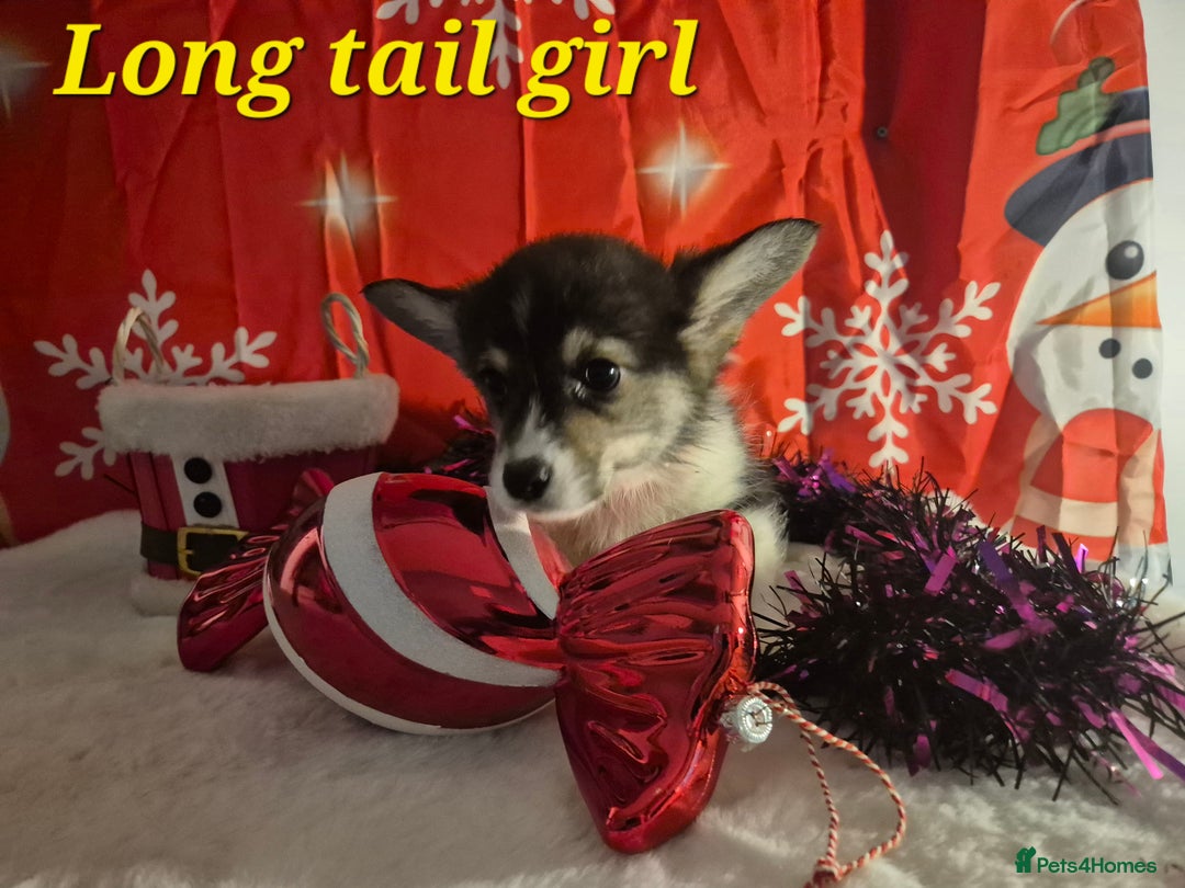 Welsh Corgi Pembroke dogs for sale: Kc reg Serbian lined bob & longtail - Advert 5