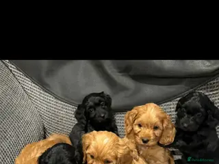Cockapoo dogs Adorable F1 cockapoo puppies for sale - Advert 1
