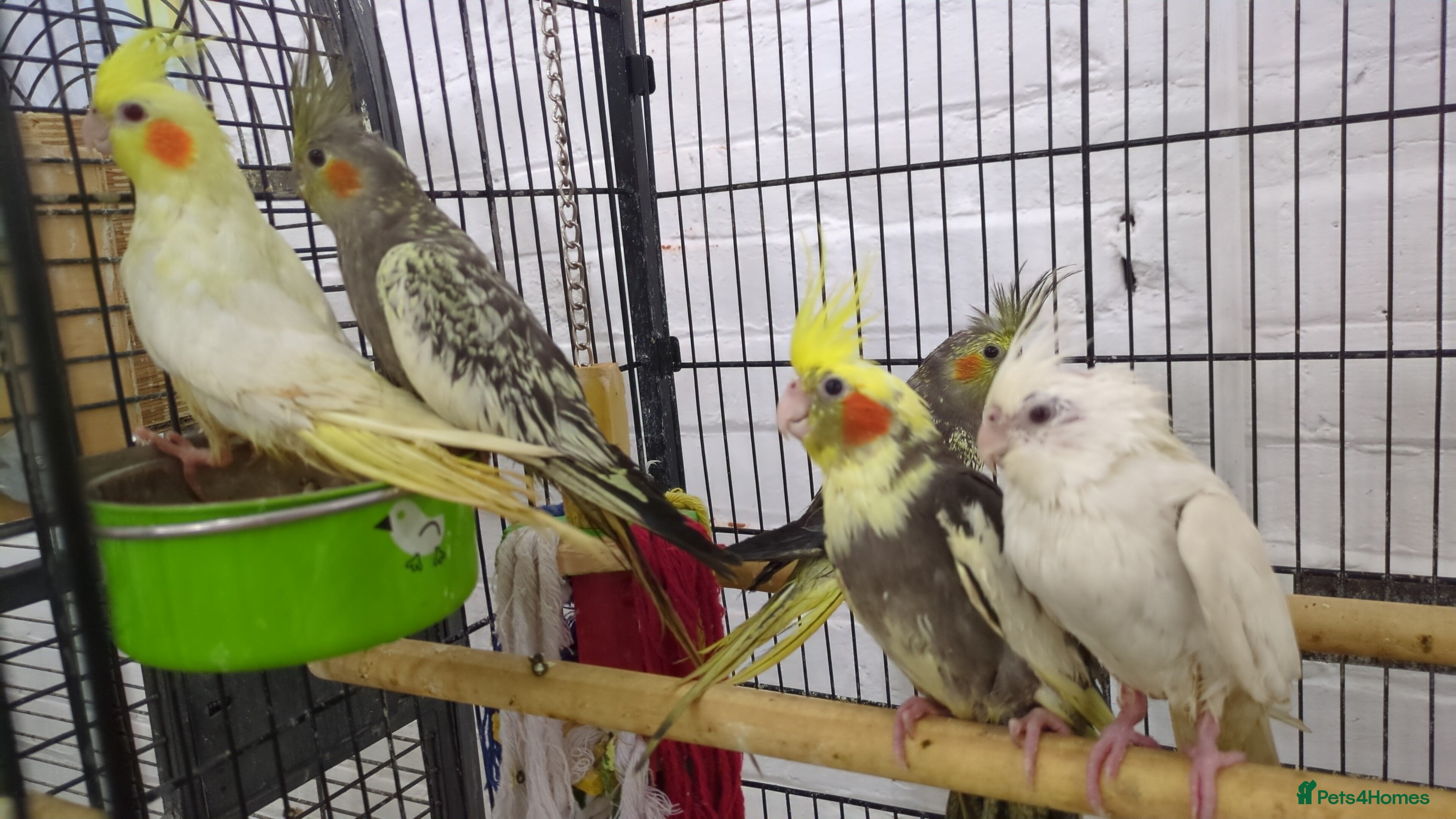 Cockatiels birds Baby cockatiels friendly different mutations  - Advert 1