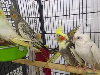 Cockatiels birds Baby cockatiels friendly different mutations - Advert 9
