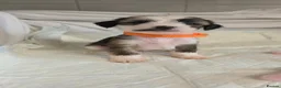 Chinese Crested dogs for sale: Pure Chinese Crested Puppies - Advert 31