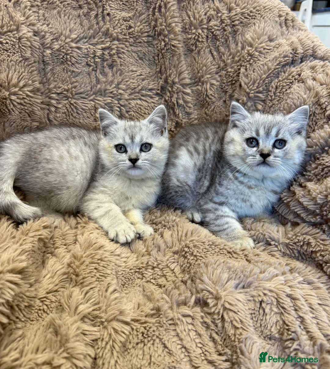 British Shorthair cats for sale: Adorable GCCF British Shorthair kittens - Advert 5
