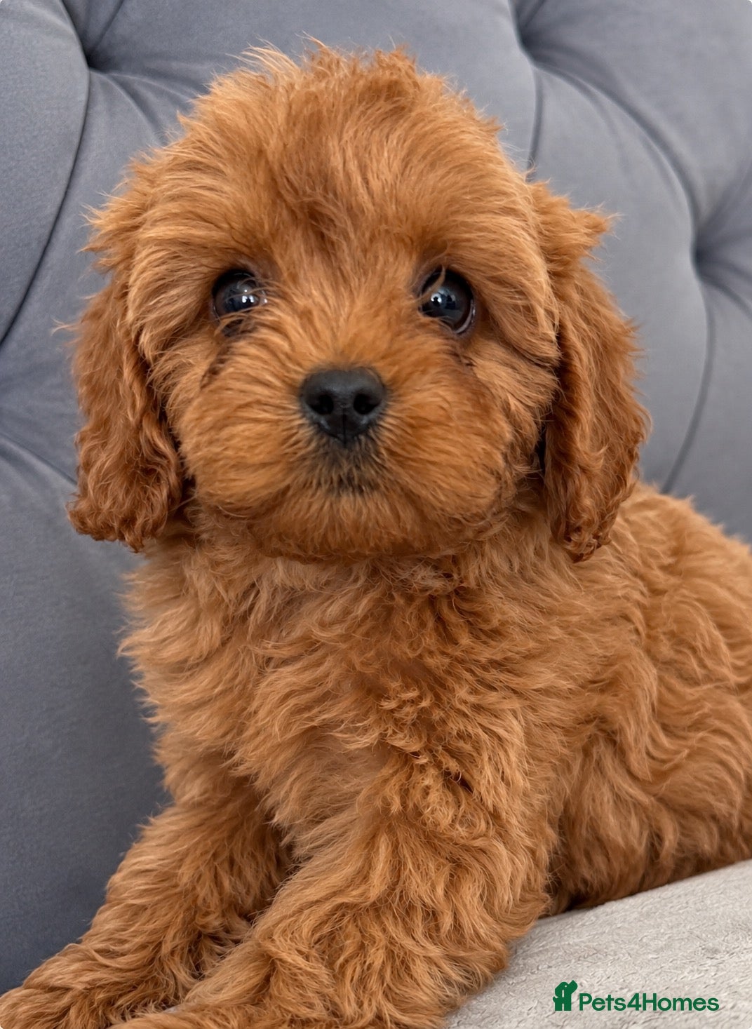 Cavapoo dogs Gorgeous F1B Cavapoo Puppies Available ⭐️⭐️⭐️⭐️⭐️ - Advert 10