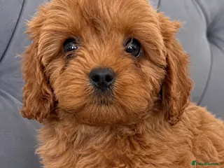 Cavapoo dogs Gorgeous F1B Cavapoo Puppies Available ⭐️⭐️⭐️⭐️⭐️ - Advert 10