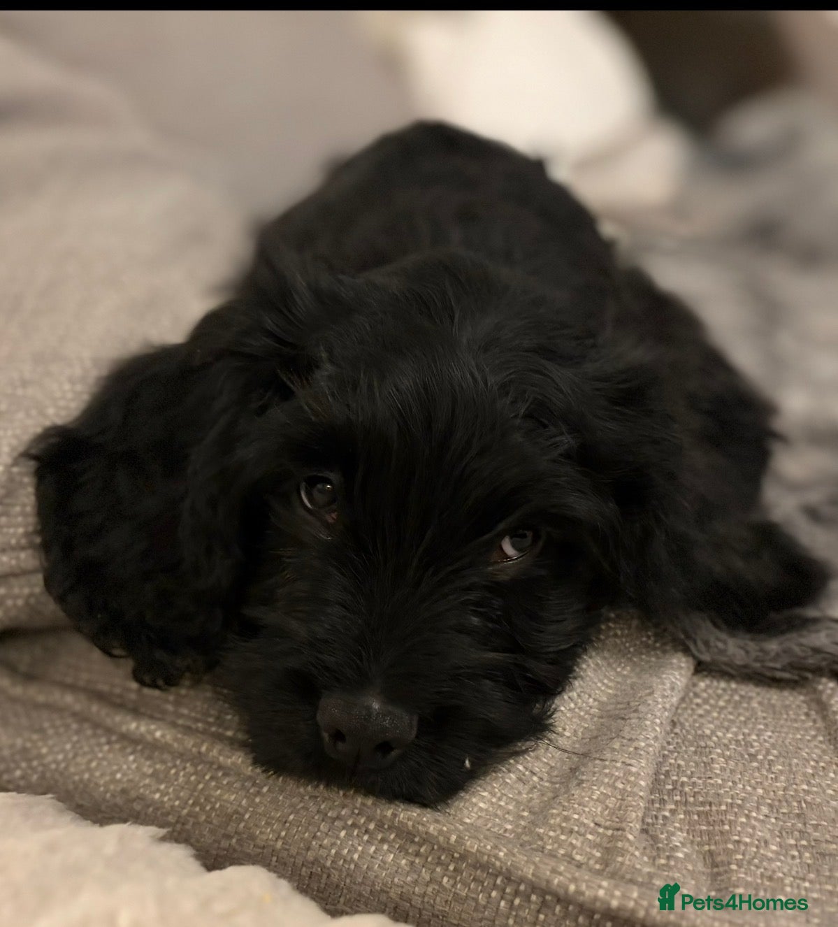 Cockapoo dogs Cockapoo X Coker spaniel  - Advert 16